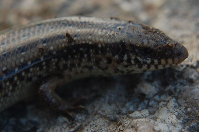 Chalcides ocellatus tiligugu