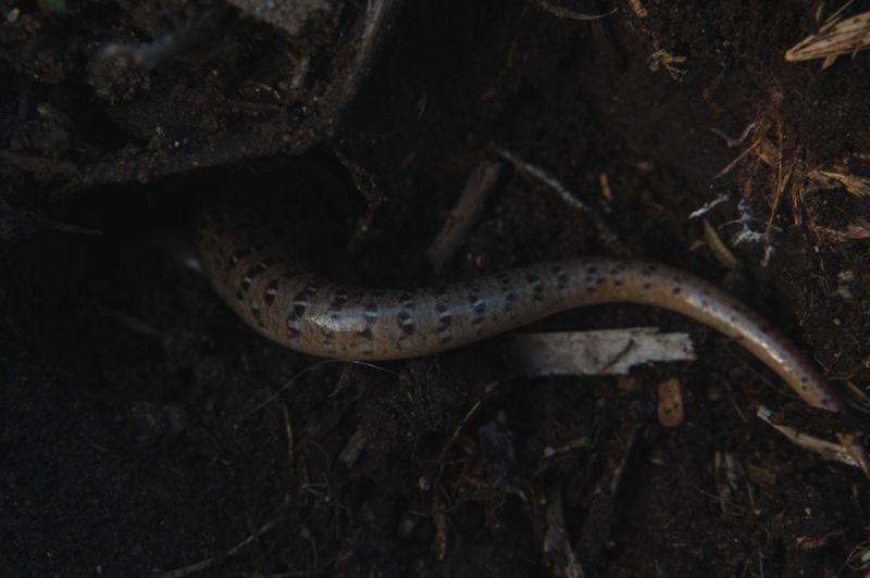 Chalcides ocellatus tiligugu