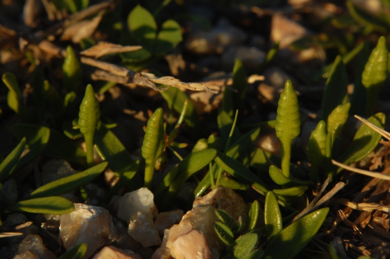 Ophioglossum lusitanicum