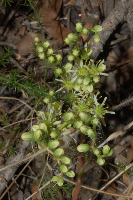 Petrosedum (=Sedum) sediforme / borracina di Nizza