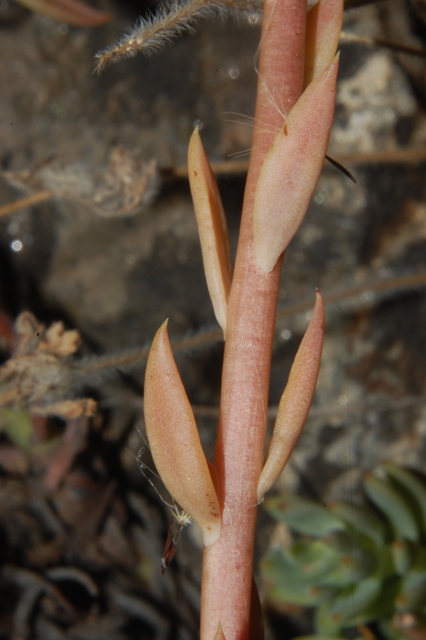 Petrosedum (=Sedum) sediforme / borracina di Nizza