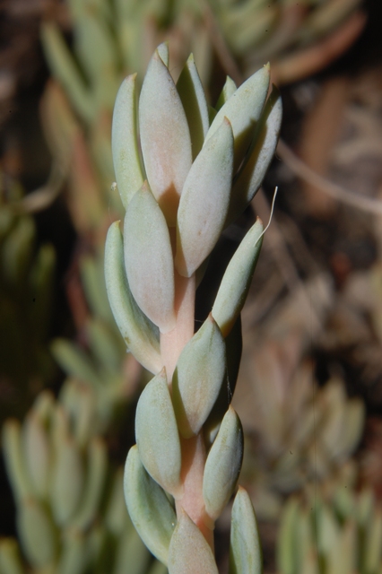 Petrosedum (=Sedum) sediforme / borracina di Nizza