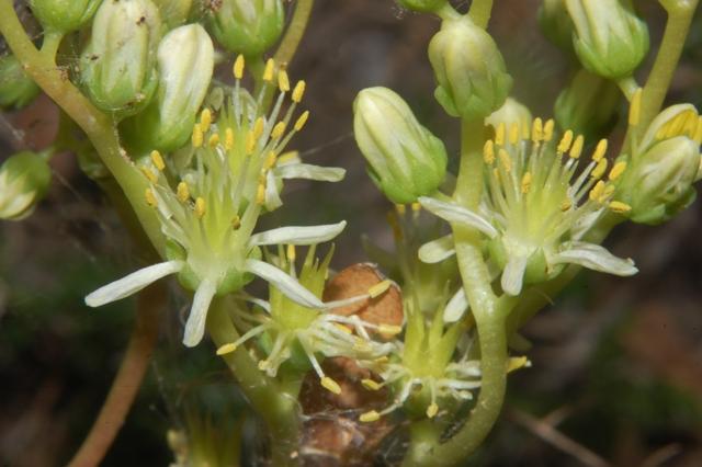 Petrosedum (=Sedum) sediforme / borracina di Nizza