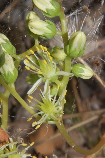 Petrosedum (=Sedum) sediforme / borracina di Nizza