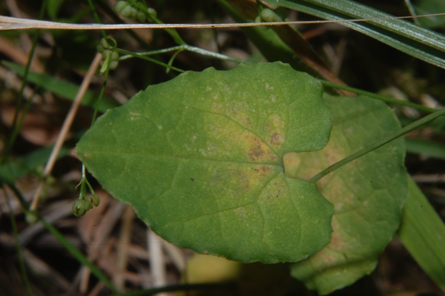 Aristolochia rotunda ssp. insularis / Aristolochia rotonda