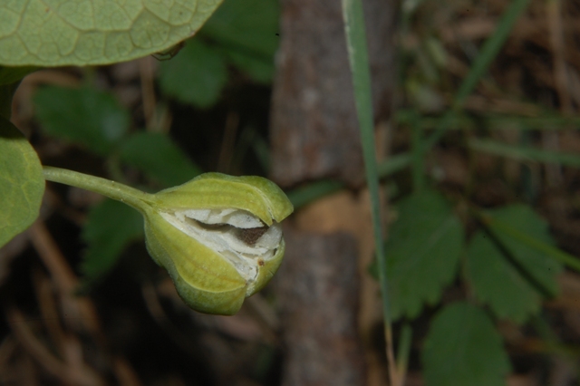 Aristolochia rotunda ssp. insularis / Aristolochia rotonda