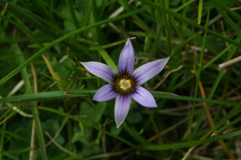 Romulea a confronto (R. columnae e R. ramiflora)