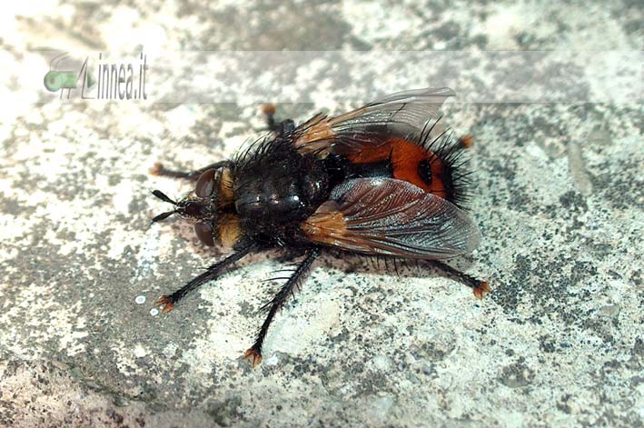 Aiuto Tachinidae!