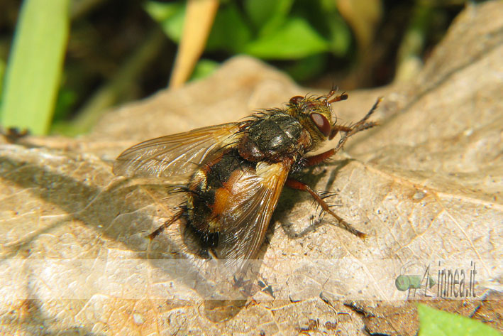 Aiuto Tachinidae!