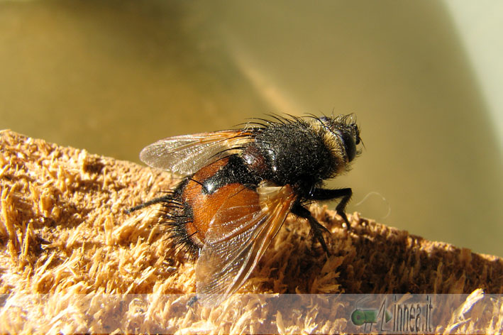 Aiuto Tachinidae!