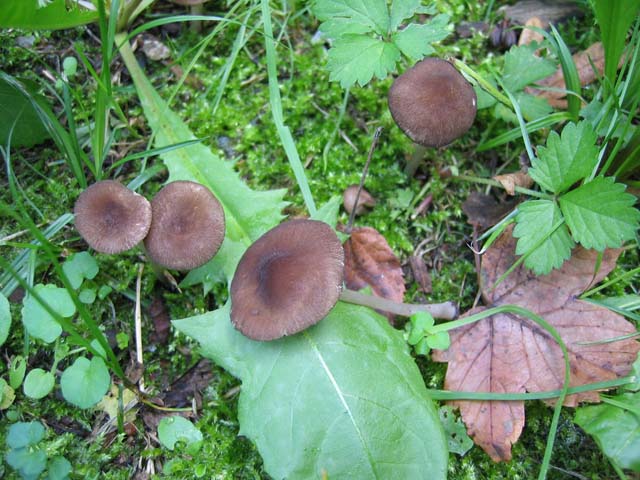 Pluteus podospileus Sacc. & Cub.