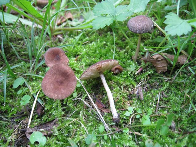 Pluteus podospileus Sacc. & Cub.