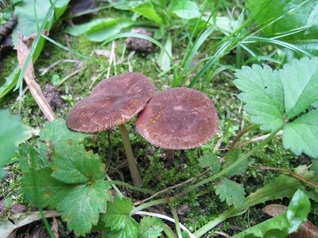 Pluteus podospileus Sacc. & Cub.