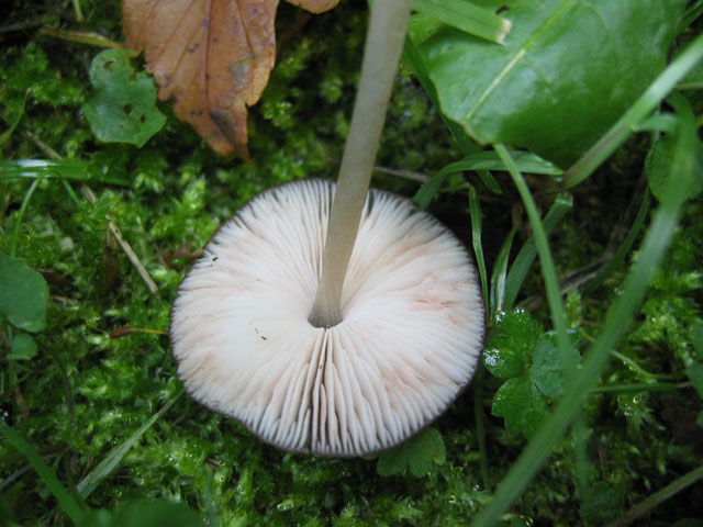 Pluteus podospileus Sacc. & Cub.