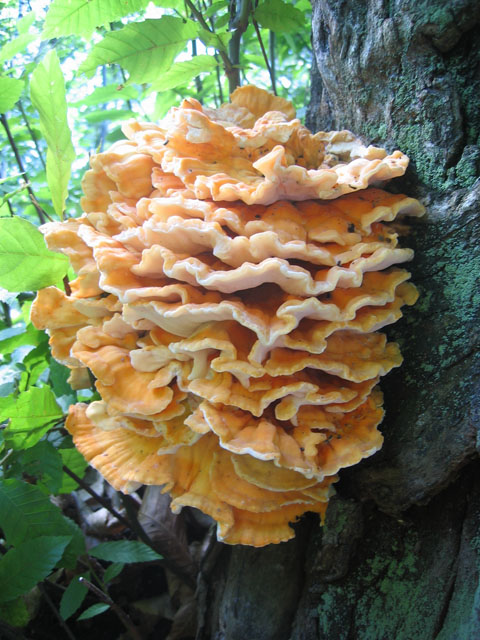 Laetiporus sulphureus(Bull.:Fr.)Murrill