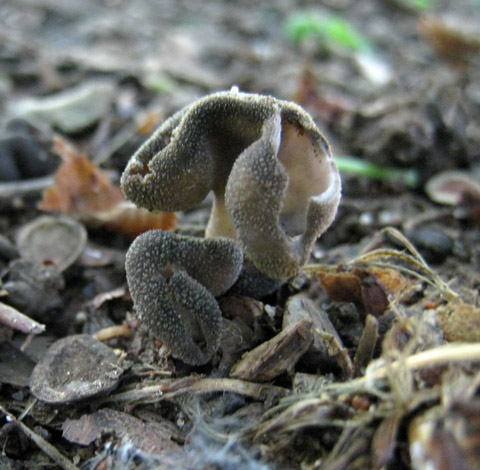 Helvella