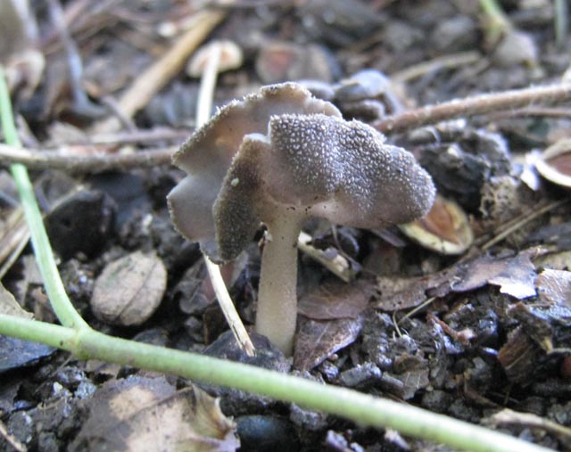 Helvella