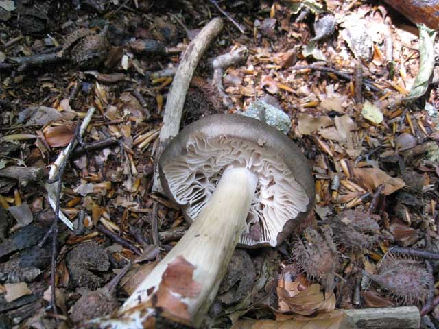 Megacollybia