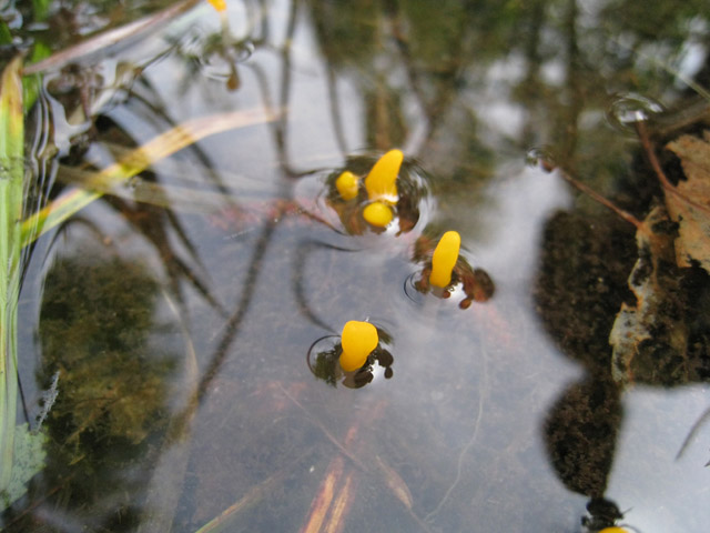 Mitrula paludosa Fr.