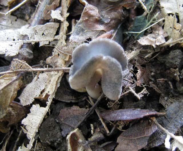 Helvella