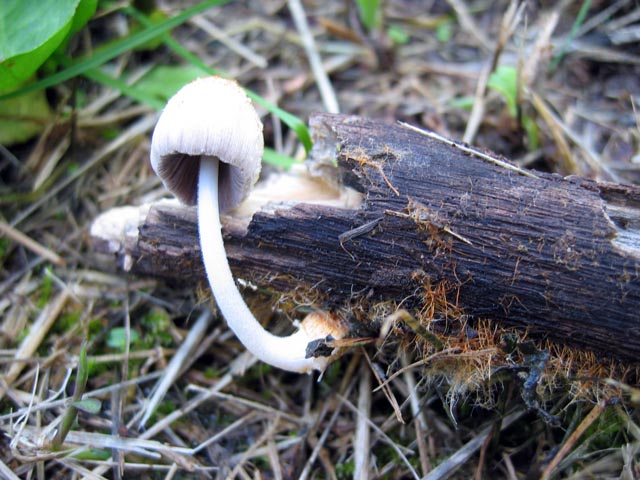 I Funghi del mio 