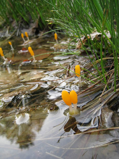 Mitrula paludosa Fr.