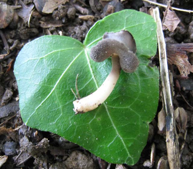 Helvella