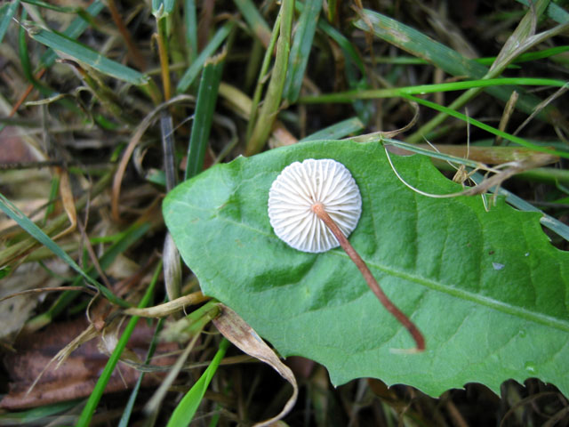 I Funghi del mio 