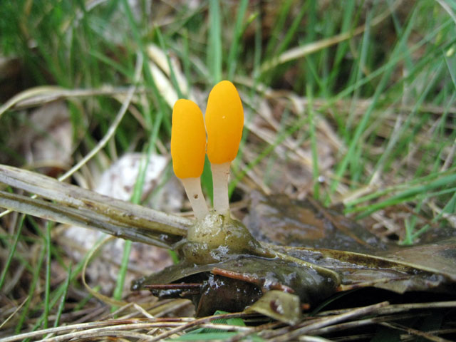 Mitrula paludosa Fr.