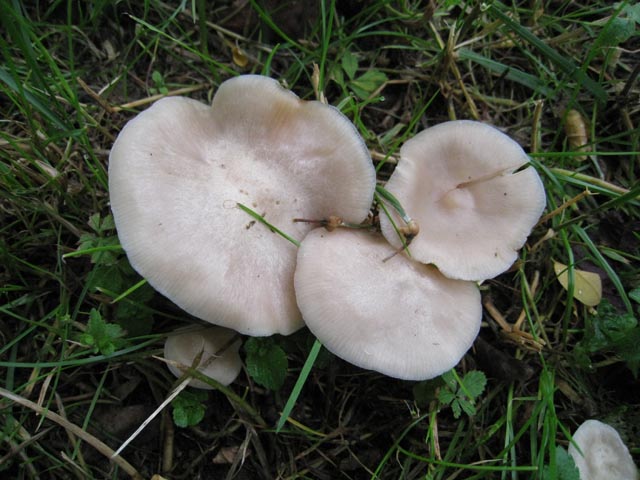 I Funghi del mio 