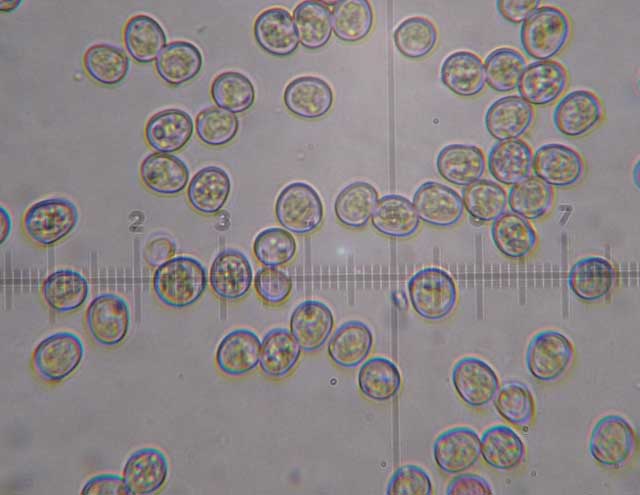 Pluteus podospileus Sacc. & Cub.