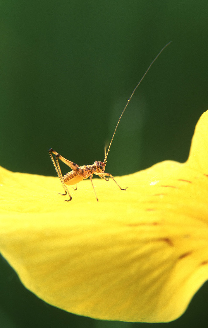 Neanide di Phaneroptera sp.