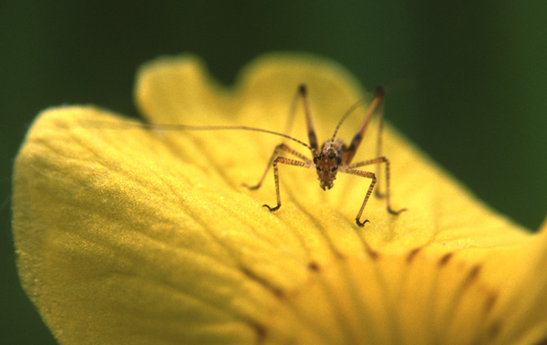 Neanide di Phaneroptera sp.