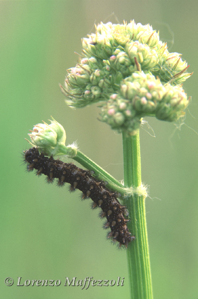 Aiuto identificazione bruco