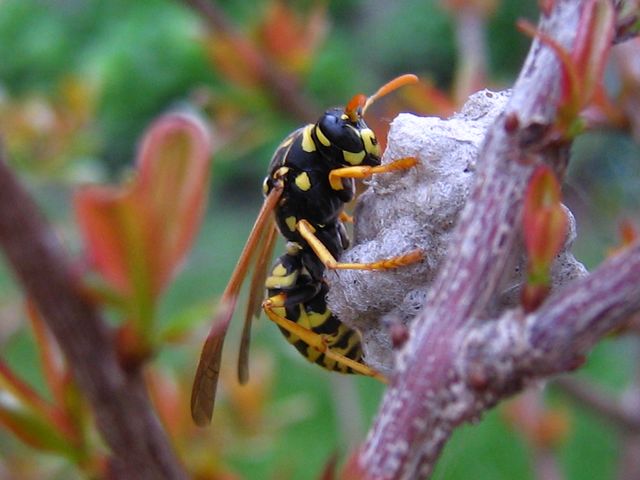 Polistes dominulus ?