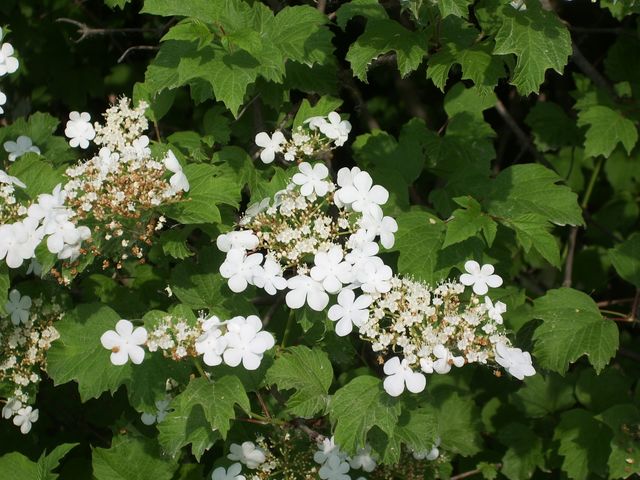 Viburnum opulus  /  Palla di neve