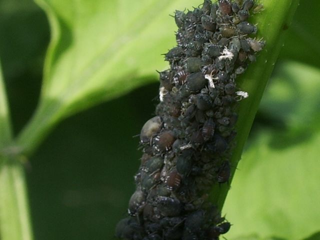 Aphididae con formiche e predatori