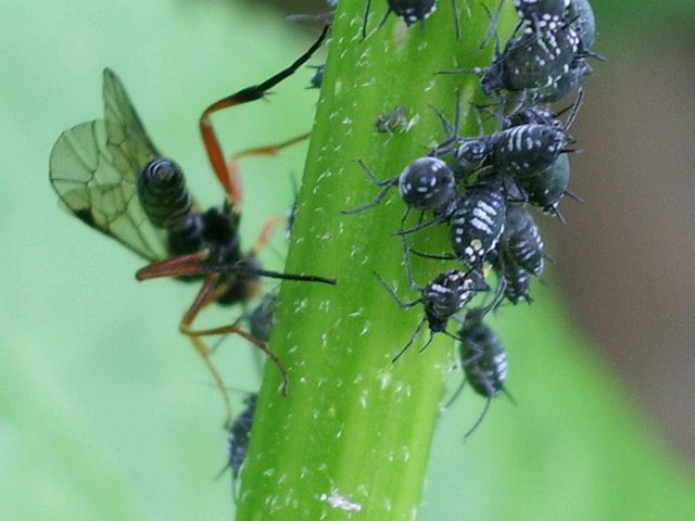 Aphididae con formiche e predatori