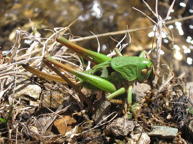 Decticus verrucivorus (ninfa)