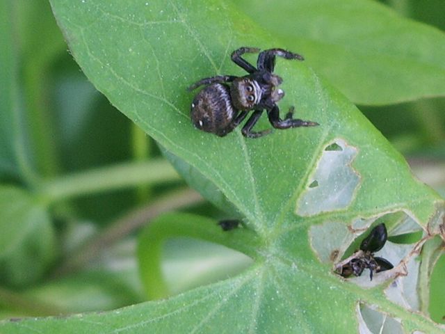 Heliophanus - Salticidae ??