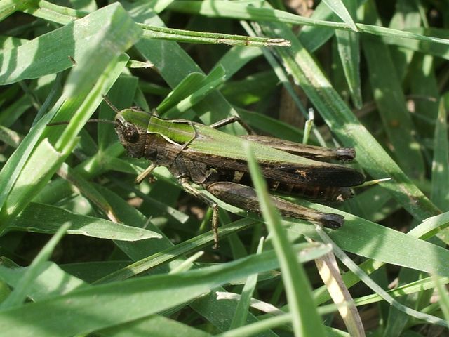 Omocestus rufipes