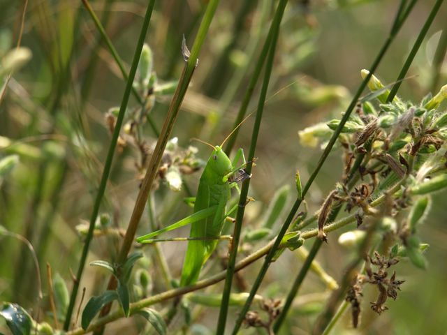 Identificazione