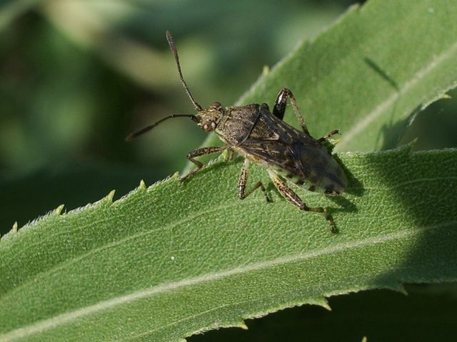 Rhopalidae: Stictopleurus punctatonervosus del Cremasco (CR)