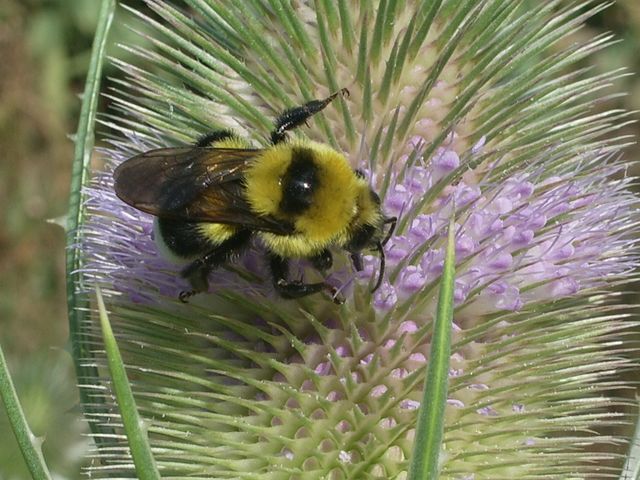 Bombus forse ruderatus