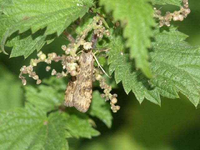 Nomophila noctuella