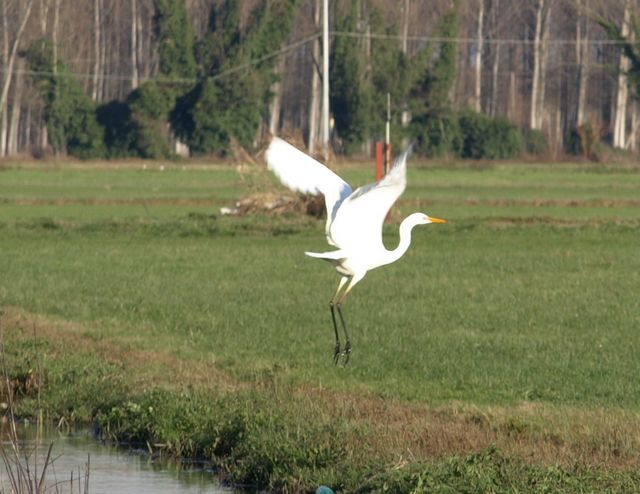 Airone bianco ?