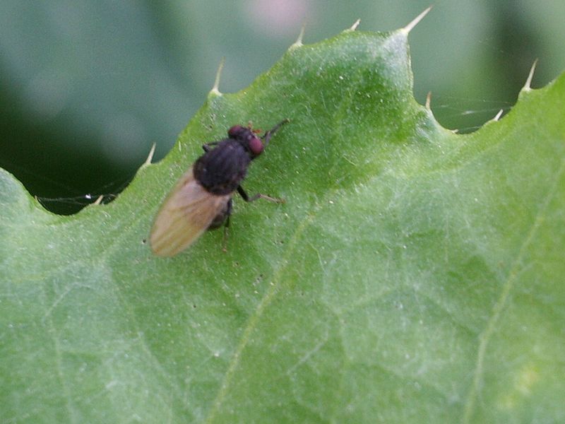 Piccola mosca da identificare