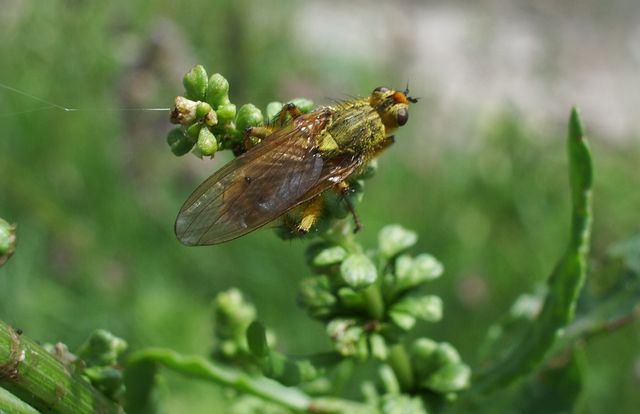 Scathofaga stercoraria ?