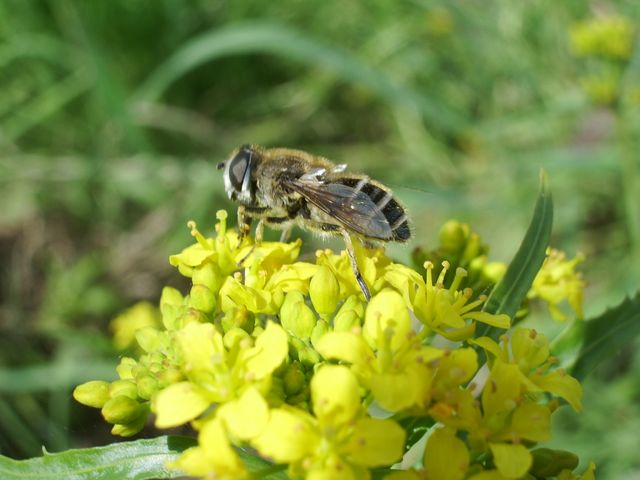 Diptero (credo) da identificare