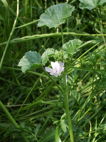 Malva sylvestris